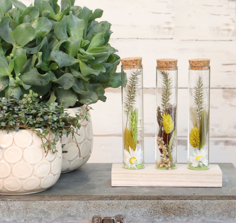 Tubes en verre Ø3cm 3 tubes sur planche de bois (12 pièces.) [IFS-29148]