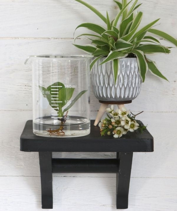 Becher en verre Ø 9cm et 11cm de hauteur (1 pièce) [IFS-29255].