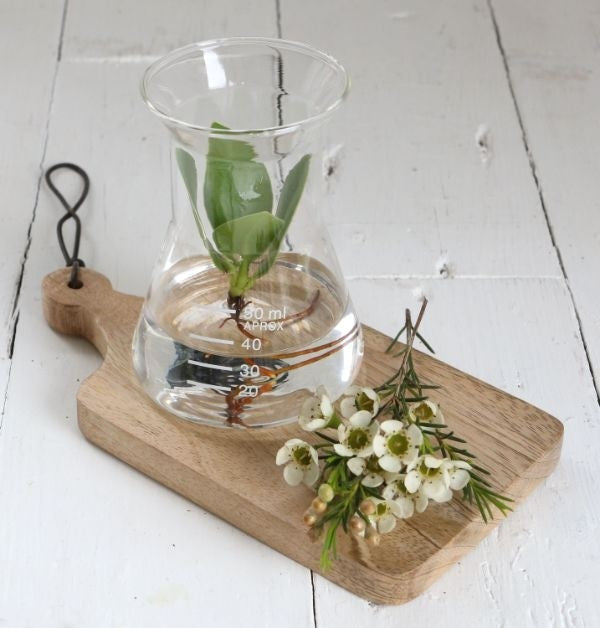 Erlenmeyer en verre Ø 8cm et 11cm de hauteur (1 pièce) [IFS-29256].