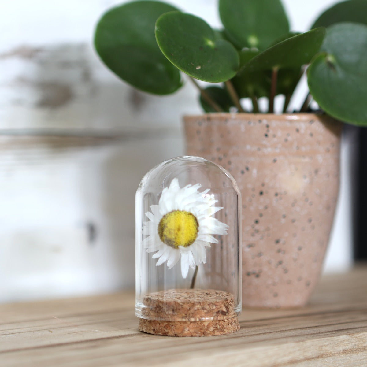 Mini dome en verre Ø4cm et 6cm de haut avec liège (6 pièces.) [IFS-29410]