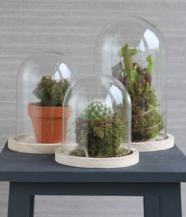 Dôme en verre avec base en bois Ø 12cm et 16 cm de hauteur (1 pièce) [IFS-29423]