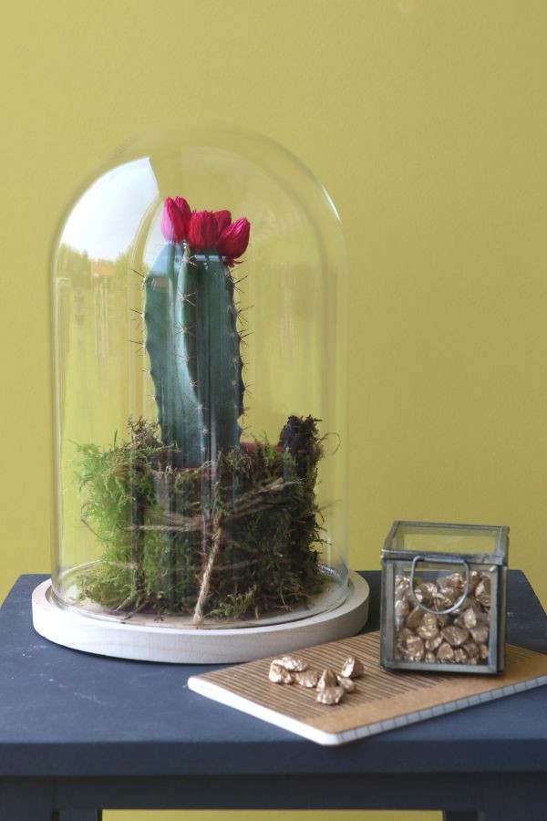 Dôme en verre avec base en bois Ø 17cm et 25 cm de hauteur (1 pièce) [IFS-29425]