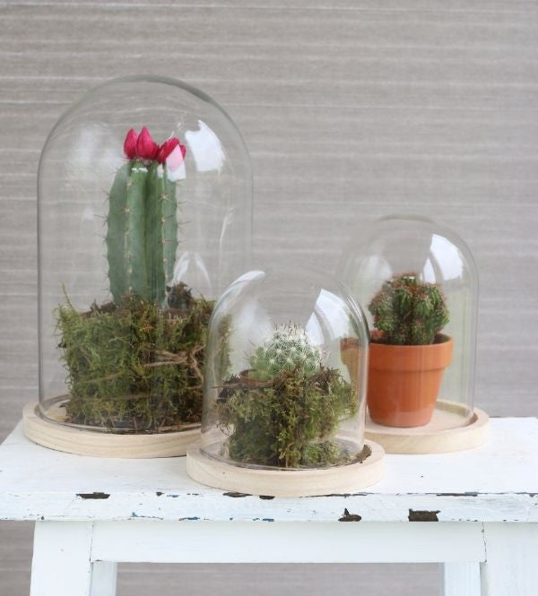 Dôme en verre avec base en bois Ø 17cm et 25 cm de hauteur (1 pièce) [IFS-29425]