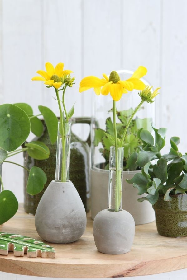 Base de ciment avec tube à essai en verre 6 cm de diamètre et de 15 cm de hauteur (1 pièce) [IFS-29475]