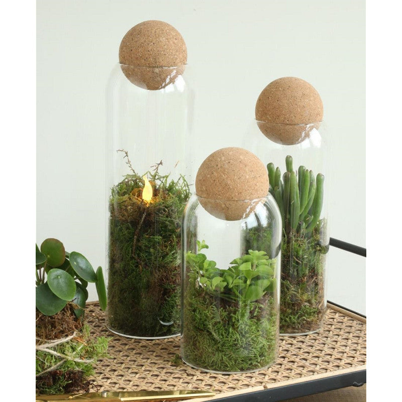 Terrarium en verre Sienna Ø 8,5 cm, H. 24 cm (6 pièces) [IFS-29715]