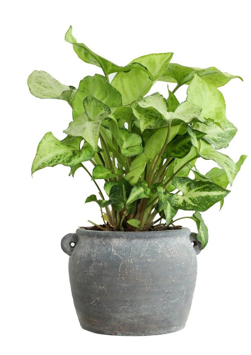 Pot d'amphore 14x12,2x9 cm (6 Pcs) [IFS-33243]