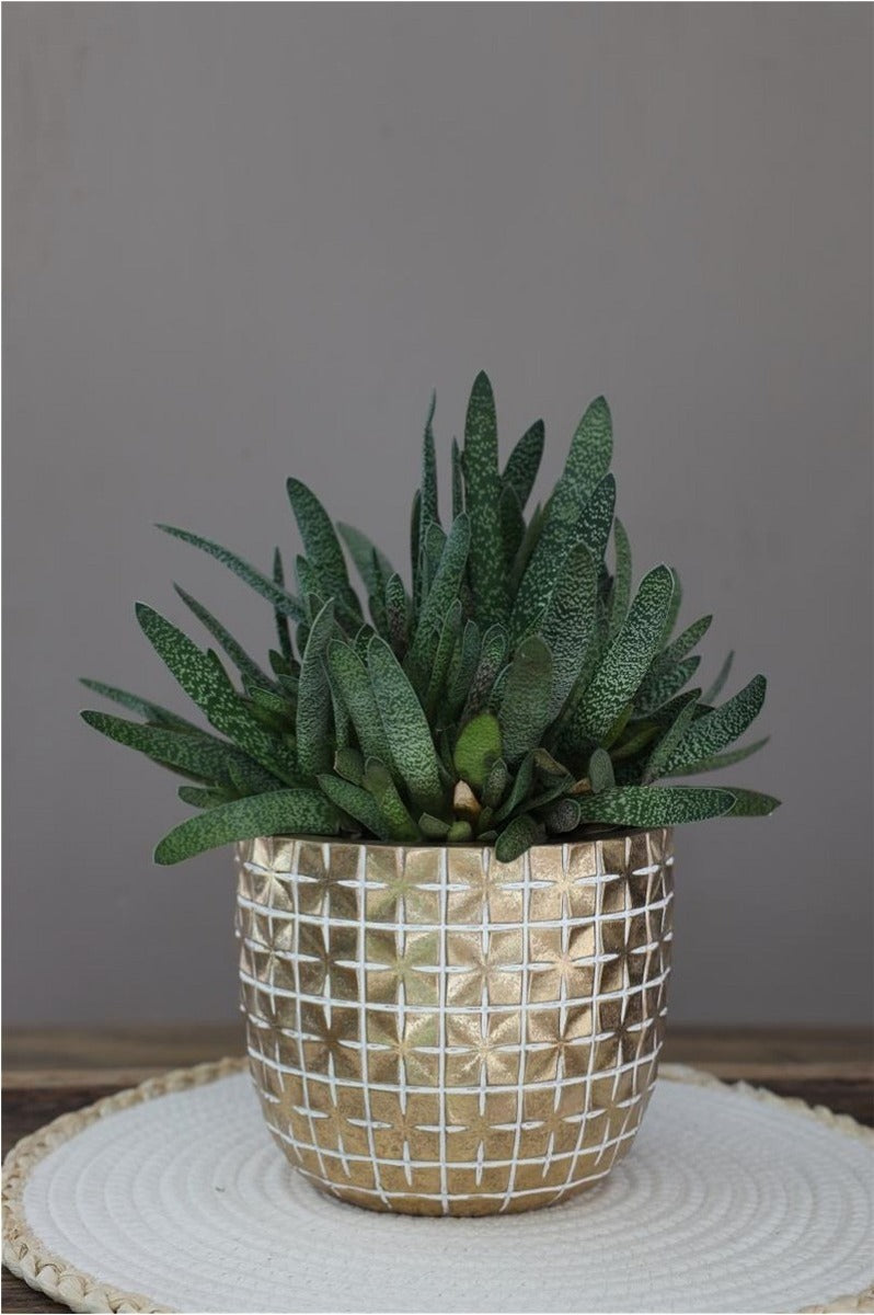 Pot de fleurs hanoi Ø17,6 x h:14,4 cm or (3 Pcs) [IFS-33855]