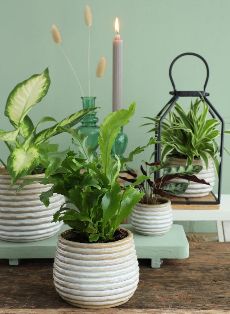 Pot Rise crème Ø10 x h: 13,5 cm (6 Pcs) [IFS-33964]