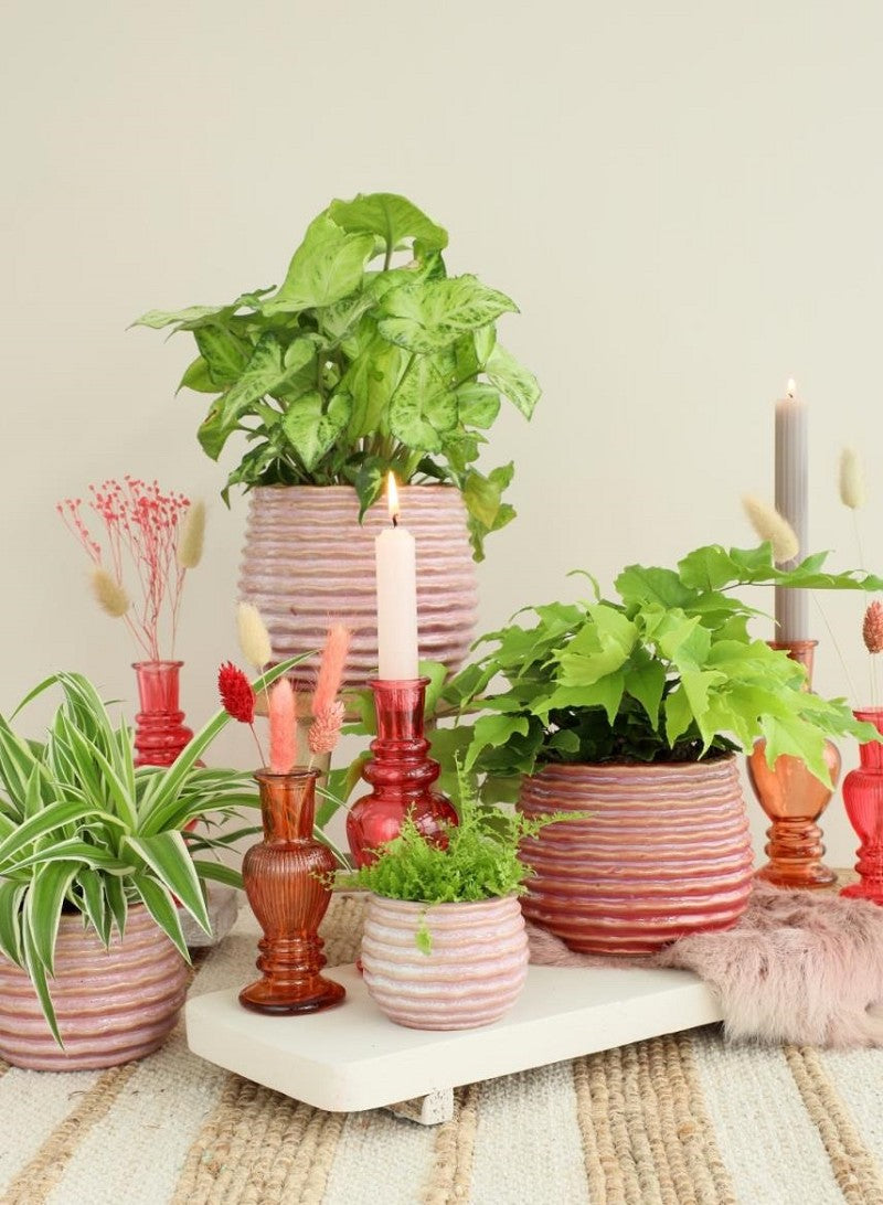 Pot Rose Carmine Rise Ø13 x h: 15,5 cm (4 Pcs) [IFS-33985]