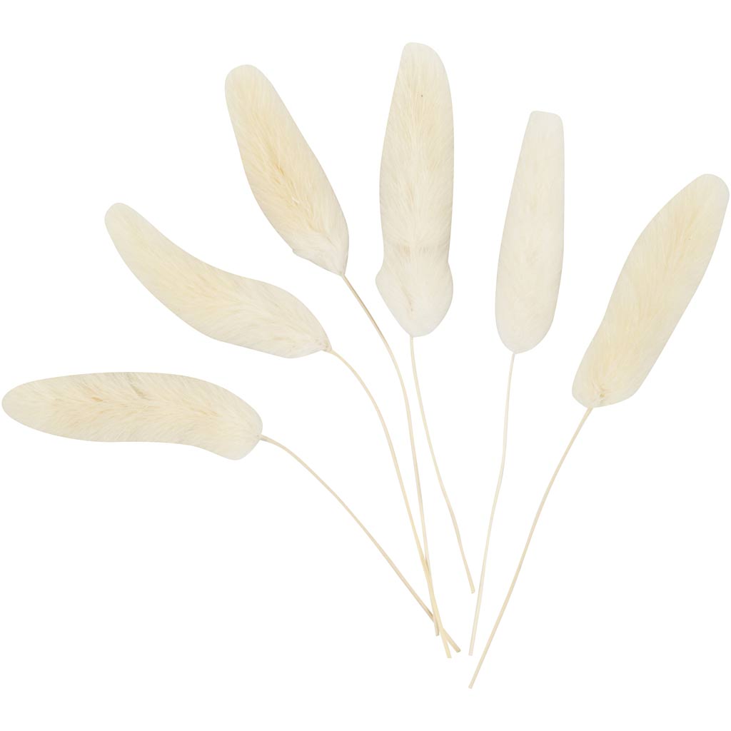 Bunny tail grass, L: 3-7 cm, 6 pc