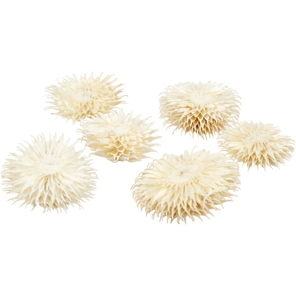 Têtes de Fleurs Séchées, d 3-5 cm, 6 pièces/ 1 Pq. [HOB-50204]
