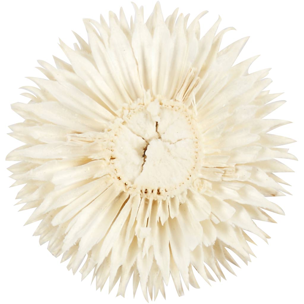 Têtes de Fleurs Séchées, d 3-5 cm, 6 pièces/ 1 Pq. [HOB-50204]