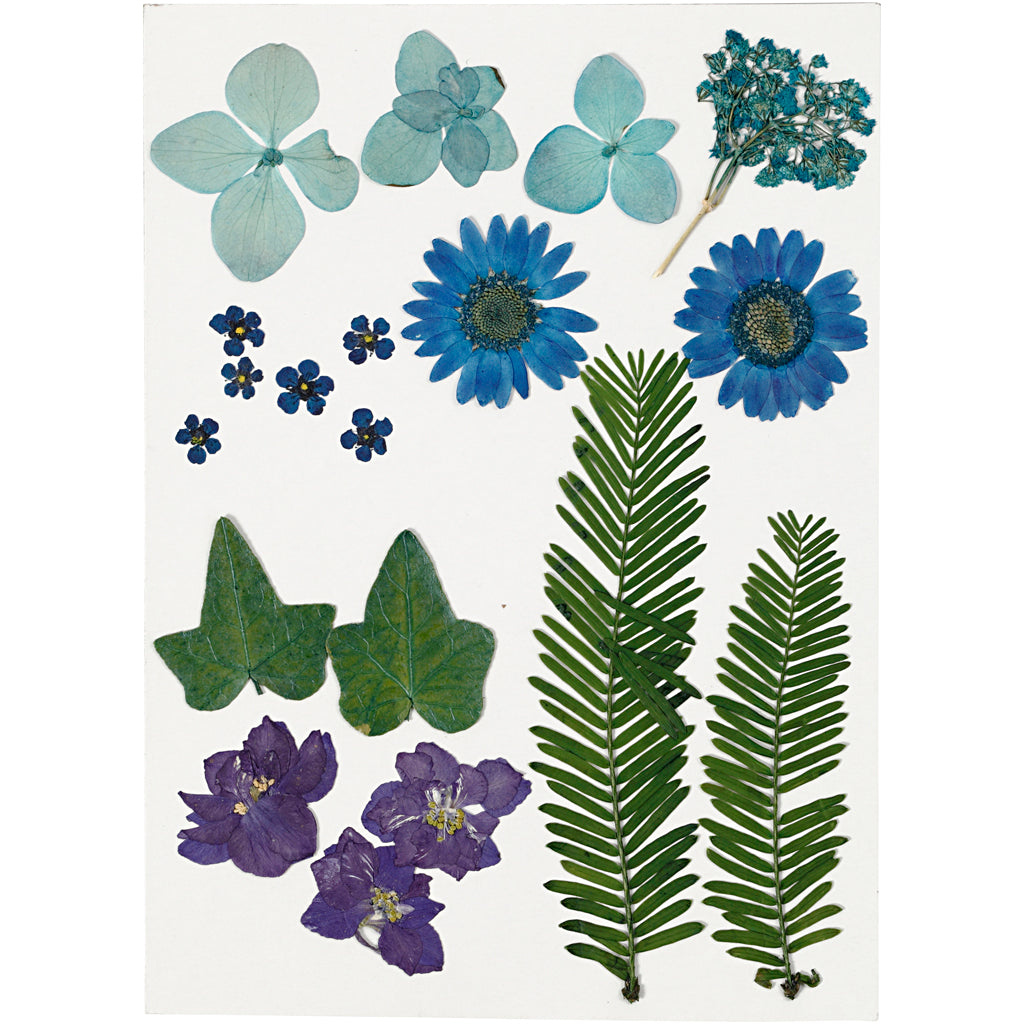 Pressed Flowers and Leaves, ca. 19 pc, blue, 1 pack