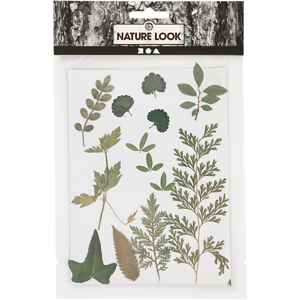Fleurs et feuilles pressées, vert, 1Pq./ 1 Pq. [HOB-504476]