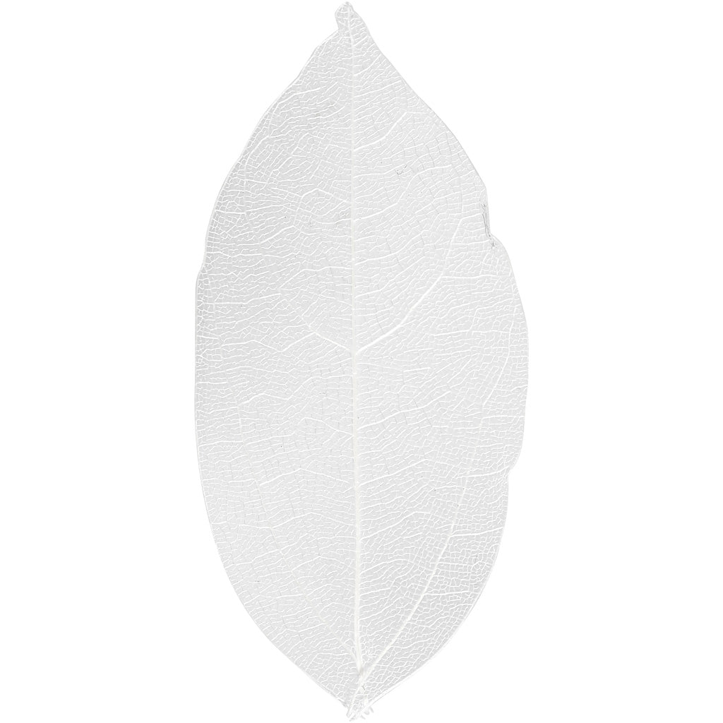 Squelettes de feuilles, L : 6-8 cm, blanc, 20 pièces/ 1 Pq. [HOB-504491]