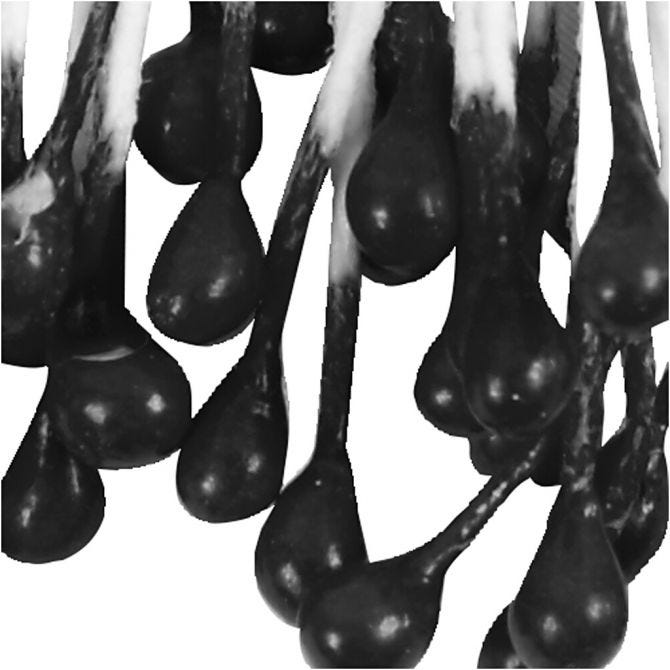 Étamines de Fleurs, L : 6,4 cm, d 2 mm, noir, 100 pièces/ 1 Pq. [HOB-610354]