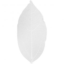 Squelettes de feuilles, L : 6-8 cm, blanc, 20 pièces/ 1 Pq. [HOB-504491]