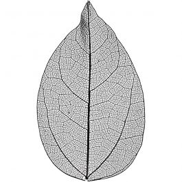Squelettes de feuilles, L : 6-8 cm, noir, 20 pièces/ 1 Pq. [HOB-504494]