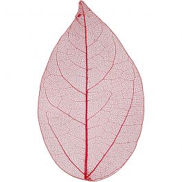 Squelettes de feuilles, L : 6-8 cm, rouge, 20 pièces/ 1 Pq. [HOB-504495]