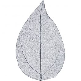 Squelettes de feuilles, L : 6-8 cm, bleu, 20 pièces/ 1 Pq. [HOB-504497]